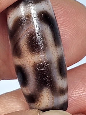 Antique Tibetan Tiger Tooth & Lotus Motif Dzi Bead With Bloodspots (Ant-B-TTL-091124)